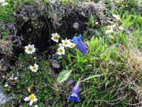 045 -  Silberwurz (Dryas octopetala) und Kochscher Enzian (Gentiana acaulis)