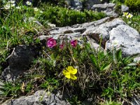 049 -  Geschnaebeltes Laeusekraut (Pedicularis rostratocapiata) mit  Sonnenroechen (Helianthemum)