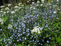 052 -  Wald-Vergissmeinnicht (Myosotis sylvatica)