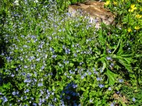 053 -  Gamander-Ehrenpreis (Veronica chamaedrys)