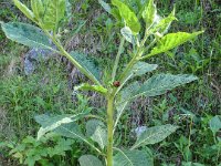 054 - Schwarze Tollkirsche (Atropa belladonna)