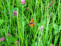 056 -   Dukatenfalter (Lycaena virgaureae)