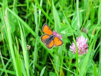 057 -   Dukatenfalter (Lycaena virgaureae)