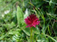 36 - Rotes Kohlroeschen (Nigritella rubra)