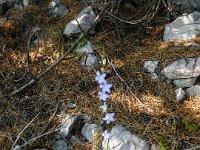 006 und schoene Blumen