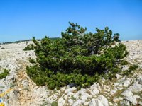 015 es gibt auch Latschen