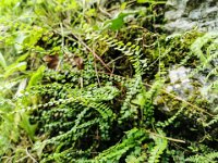 001 Braunstieliger Streifenfarn (Asplenium trichomanes)