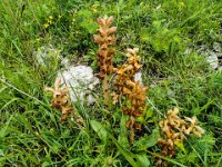 002 Kleine Sommerwurz (Orobanche minor)