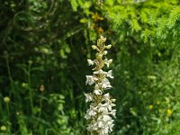 003 Helles Knabenkraut (Orchis laeta)