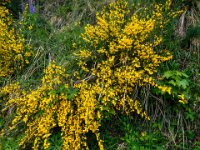 007 viele Ginster in schoenster Bluete