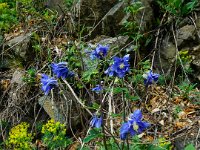 012 wunderschoener Akelei