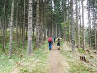 021 schoener Anstieg im Wald