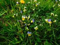 028 und wunderschoene Stifmuetterchen