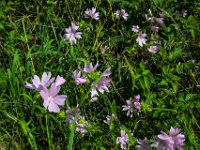 020 Bluehende Malven