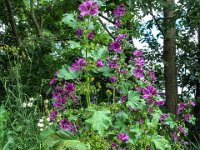 064 bei der Abzweigung