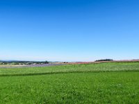 081 und Bluetenpracht