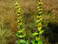 017 gelber Enzian, leider bereits verblueht