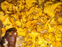 079 auch Schwammerl gab es haufenweise