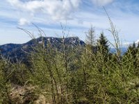 008 Laerchentriebe mit Hochlantsch