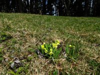013 hier oben sind die Schluesselblumen noch etwas klein