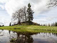 016 im Teich spiegeln sich die Baeume