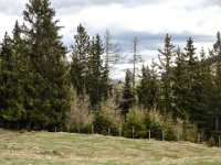 018 durch die Baeume sieht man bereits die Huette