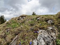 021 auch der Fruehlings Enzian blueht hier