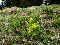 024 wunderschoener Wald Goldstern
