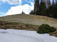 026 Krokuswiese mit Schnee