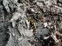 030 kleiner Fuerersalamander unterwegs