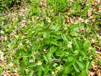 007 Schwalbenwurz (Vincetoxicum hirundinaria)