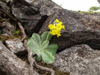 020 am Roethelstein blueht sogar noch der Petergstamm