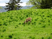 026 beim Weitermarsch sehen wir Steinboecke