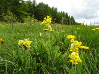 031 auch die  Echte Schluesselblume (Primula veris) blueht in grossen Mengen