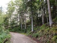 018 es geht durch den Wald