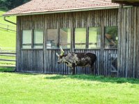 017 und ein Watussirind