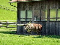 018 Hoernerlaenge cirka 1 m