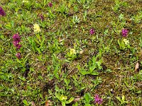 005 unterwegs eine Orchideen Wiese