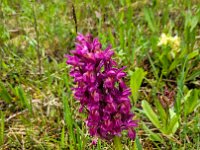 007 das Holunderknabenkraut