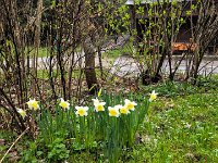 008 wunderschoene Narzissen