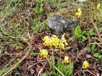 021 Echte Schluesselblume (Primula veris)