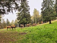 007 kapitaler Hirsch