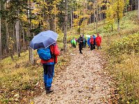 018 durch schoenen Wald