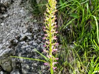 021 und wunderschoene Blumen