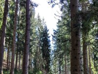 003 Aufstieg im Wald