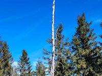 016 Abgestorbener Baum