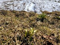 017 fuer die Fruehlingsknotenblume ist es hier oben noch etwas zu frueh