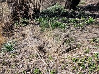 030 Hier sind die Fruehlingsknotenblumen schon in voller Bluete