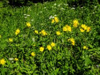 001 Oesterreichische Gaemswurz