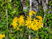 003 Felsen Greiskraut